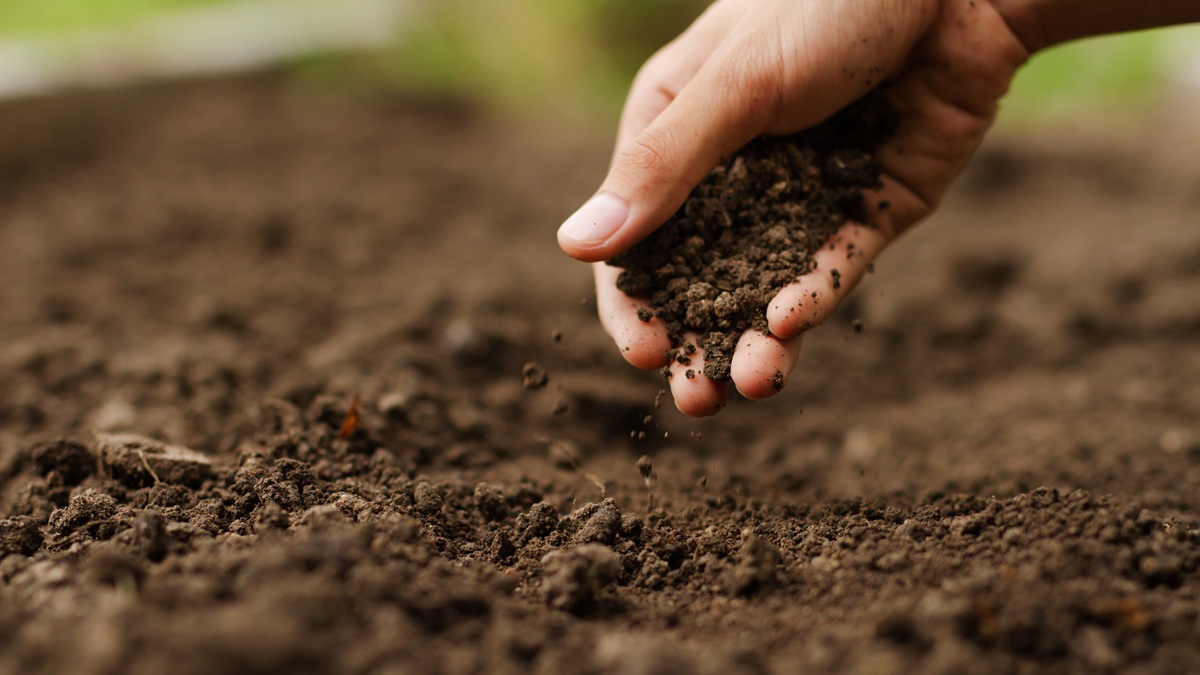 Expert hand of farmer checking soil health before growth a seed